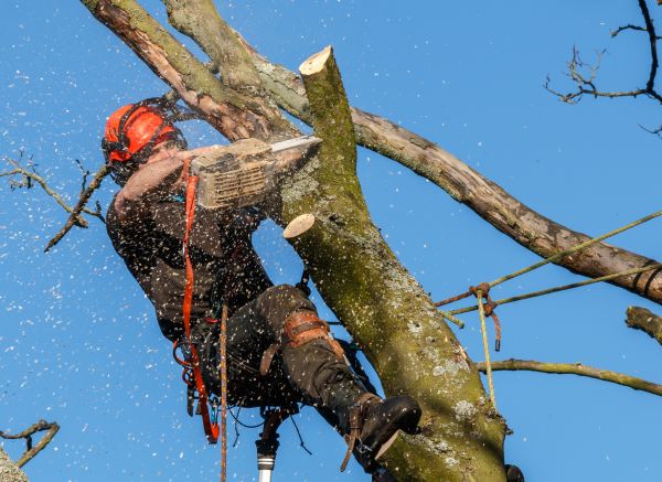 Tree Trimming Service in Goodyear