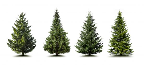 Cost of Pine Tree Trimming in Goodyear