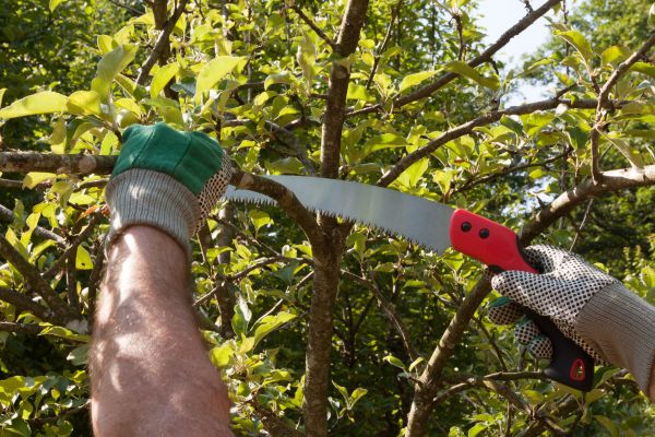 Apple Tree Trimming in Goodyear